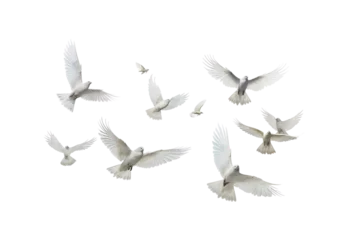 Fotobehang white doves in flight © I Love Png