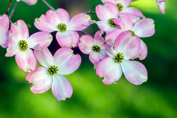 Delicate Pink Dogwood Blossoms with Dew Drops