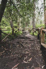 Picturesque paths in the forests of Ecuador on the outskirts of the city of Otavalo.