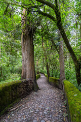 Picturesque paths in the forests of Ecuador on the outskirts of the city of Otavalo.