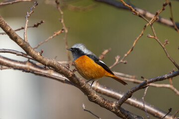 Fototapeta premium Male Daurian Redstart perching on the tree branch.