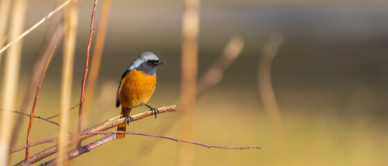 Male Daurian Redstart perching on the tree branch.
