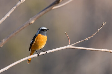 Male Daurian Redstart perching on the tree branch.