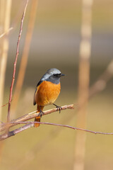 Fototapeta premium Male Daurian Redstart perching on the tree branch.