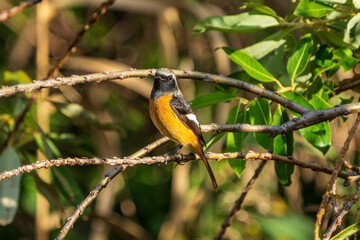 Male Daurian Redstart perching on the tree branch.