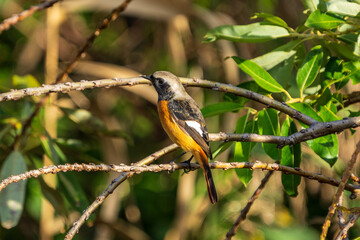 Male Daurian Redstart perching on the tree branch.