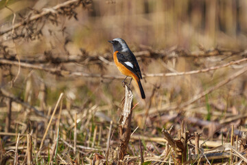 Male Daurian Redstart perching on the tree branch.