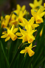 下向きに咲くミニスイセン