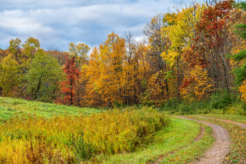 Autumn Landscapes with trees and forest