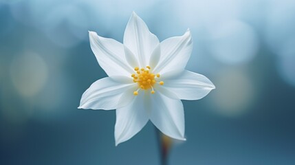 A close-up shot of a single Starflower Daffodil in