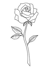 Rose flower vector line art black white transparent background