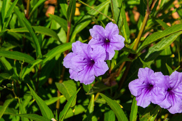 Purple Flowers in the Greenery