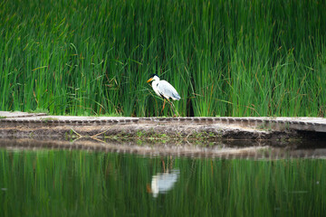 bird enjoying the wonderful nature