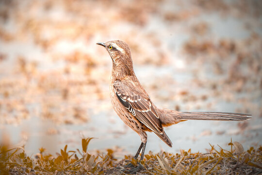 bird enjoying the wonderful nature