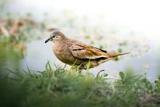 bird enjoying the wonderful nature