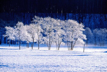 霧氷（更別村） © itoh masako