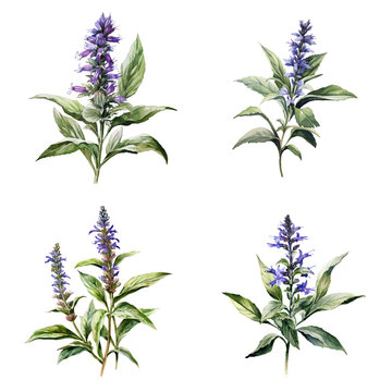 Set of watercolor Hyssop (Hyssopus officinalis) plant blossoms isolated on transparent background