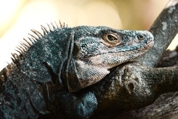 close up of a iguana