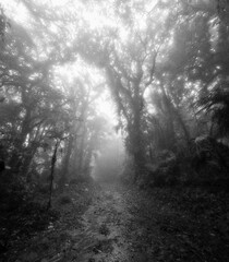 misty morning in the forest