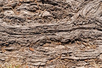 close up of tree bark