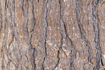 close up of tree bark