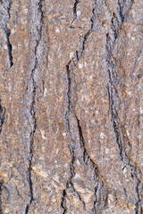 close up of tree bark