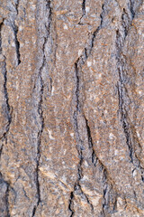 close up of tree bark