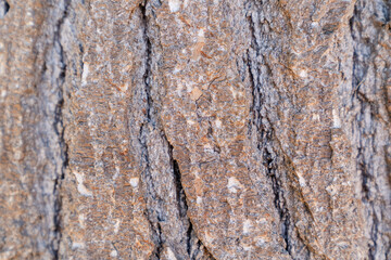close up of tree bark