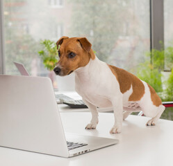 dog in the office with a laptop