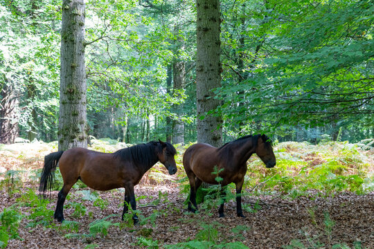 New Forest ponies in Hampshire countryside