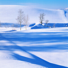 雪原の丘と樹影（美瑛町）