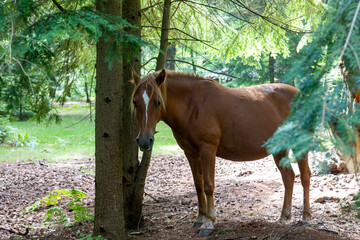 New Forest ponies in Hampshire countryside