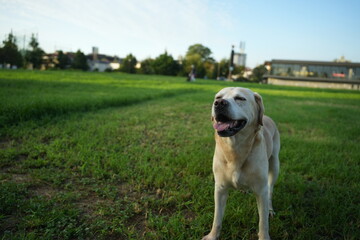 ラブラドールレトリーバー