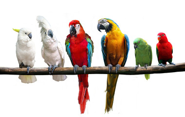 group of birds standing on tree branch