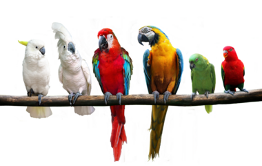 group of birds standing on tree branch