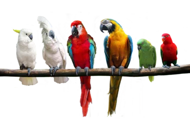Foto op Canvas group of birds standing on tree branch © razihusin