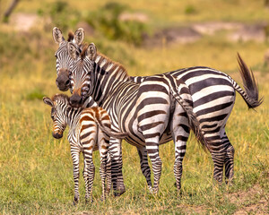 Zebras with baby zebra