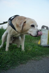 ラブラドールレトリバー　大型犬