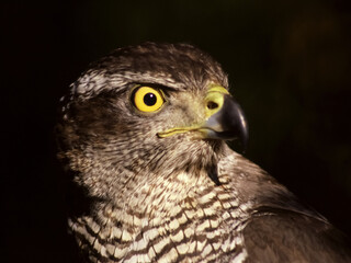 Goshawk, Astore (Accipiter gentilis)