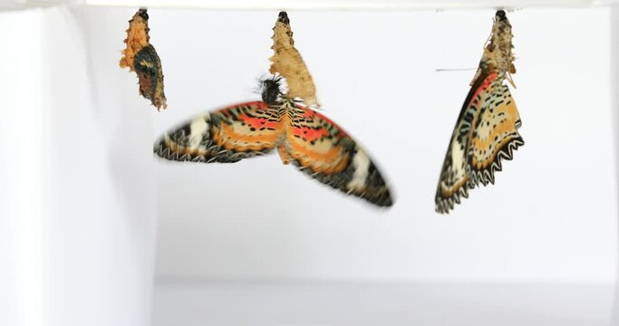 Leopard Lacewing Butterfly on white background, Cethosia cyane euanthes