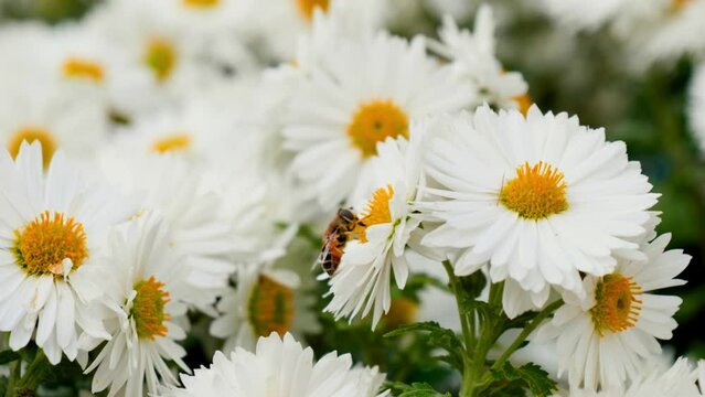 Slow motion, close-up, you can see white blooming daisies, an insect similar to a bee collects pollen from the flowers, this is a hoverfly, which usually pretends to be a wasp