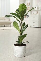 Fiddle Fig or Ficus Lyrata plant with green leaves in room