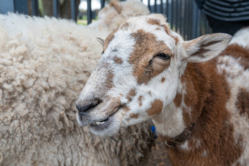 Smiling goat at a petting zoo.