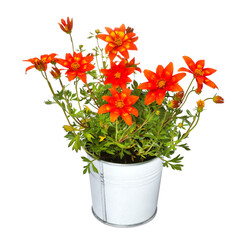 Beautiful bidens ferulifolia flowers in metal pot isolated on white