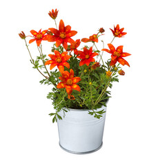 Beautiful bidens ferulifolia flowers in metal pot isolated on white