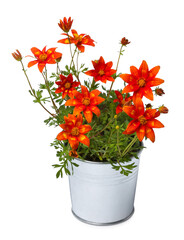 Beautiful bidens ferulifolia flowers in metal pot isolated on white