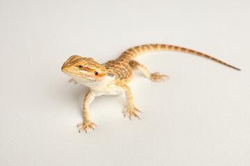 Naklejka premium Bearded dragon, pogona vitticeps, isolated on white background, Tiger Pattern Morphs. Professional studio macro photography on isolated white background