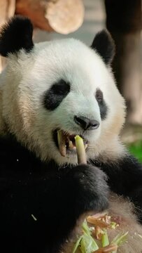Chinese tourist attraction - giant panda bear eating bamboo. Chengdu, Sichuan, China