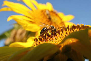 Honeybee collecting nectar from sunflower against light blue sky, closeup