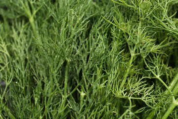 Fresh green dill with water drops as background, closeup